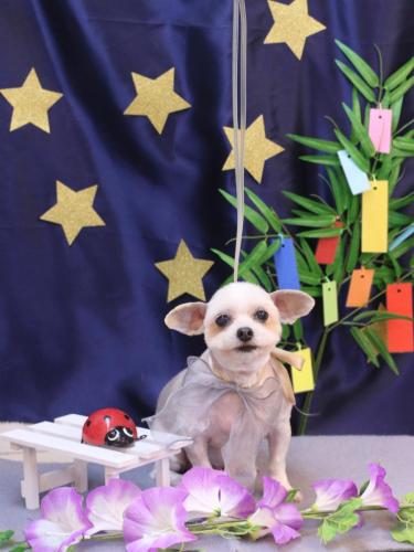 20230725ココちゃん